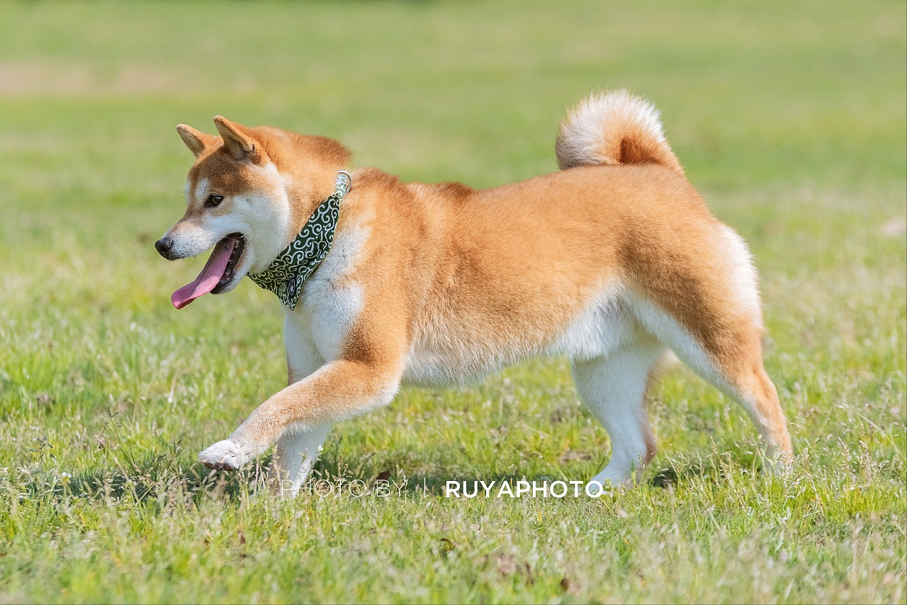 宠物摄影--柴犬卢卡斯