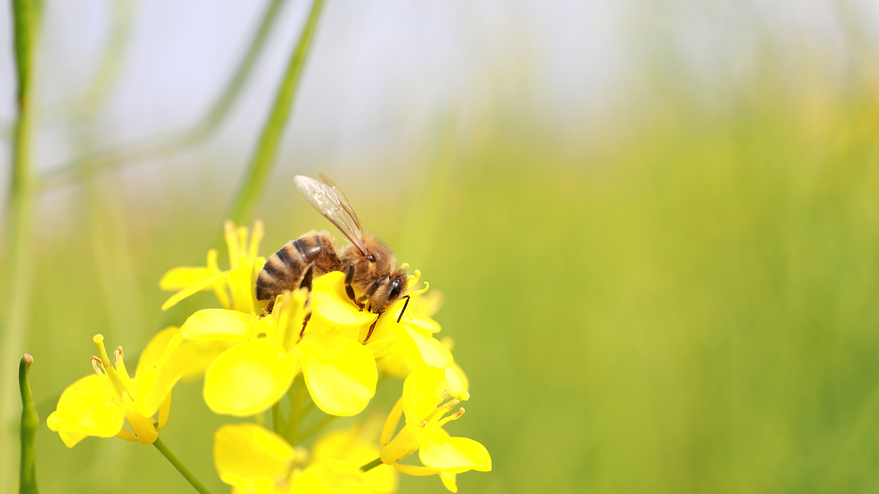 假日随拍电脑桌面