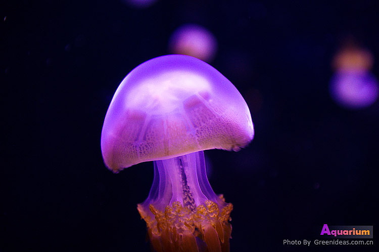 海洋馆（图ZMjI3OTgyOA==） - 风光摄影 - 站酷设计师木木家CC原创素材 - 站酷ZCOOL