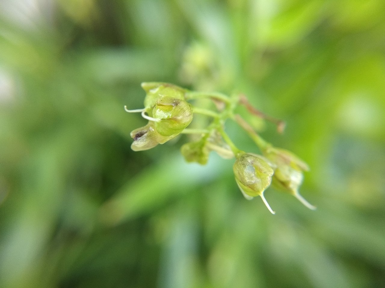 裸花水竹叶花蕾|摄影|风光摄影|sosovipp - 原创作品 - 站酷 (zcool)