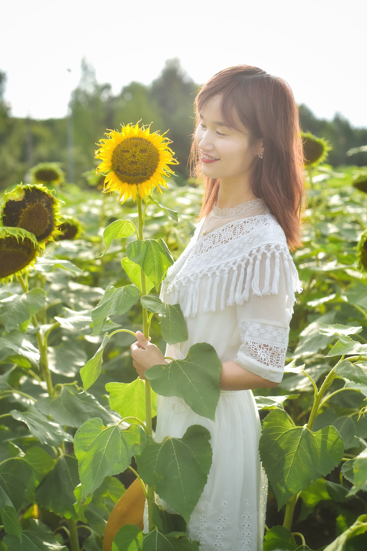 成都向日葵花田拍摄小清新写真照片