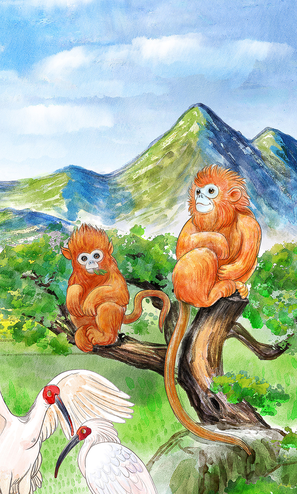 秦岭四宝插图绘制