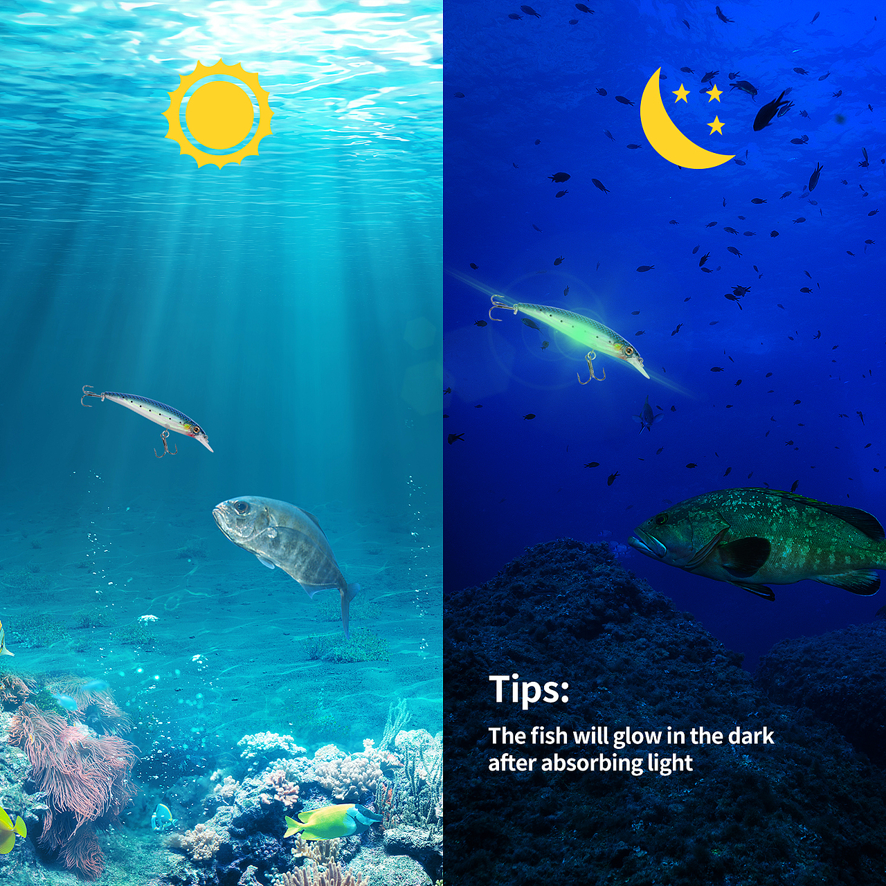 亚马逊摄影设计 | 夜光米诺