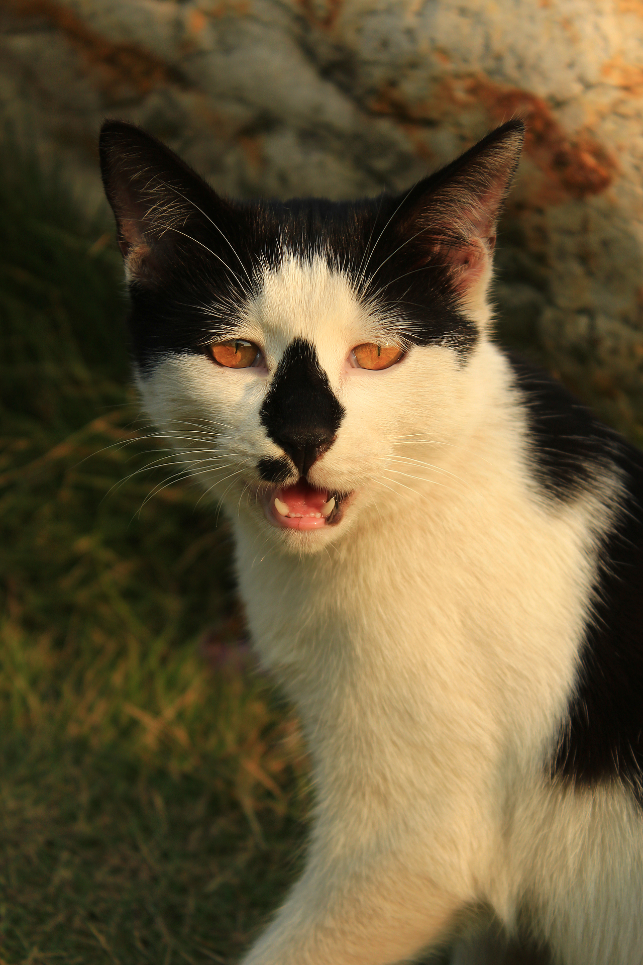 嘿！黑鼻子的猫（图ZMTM2MTk2MTI=） - 宠物摄影 - 站酷设计师今日待办ToDoList原创素材 - 站酷ZCOOL