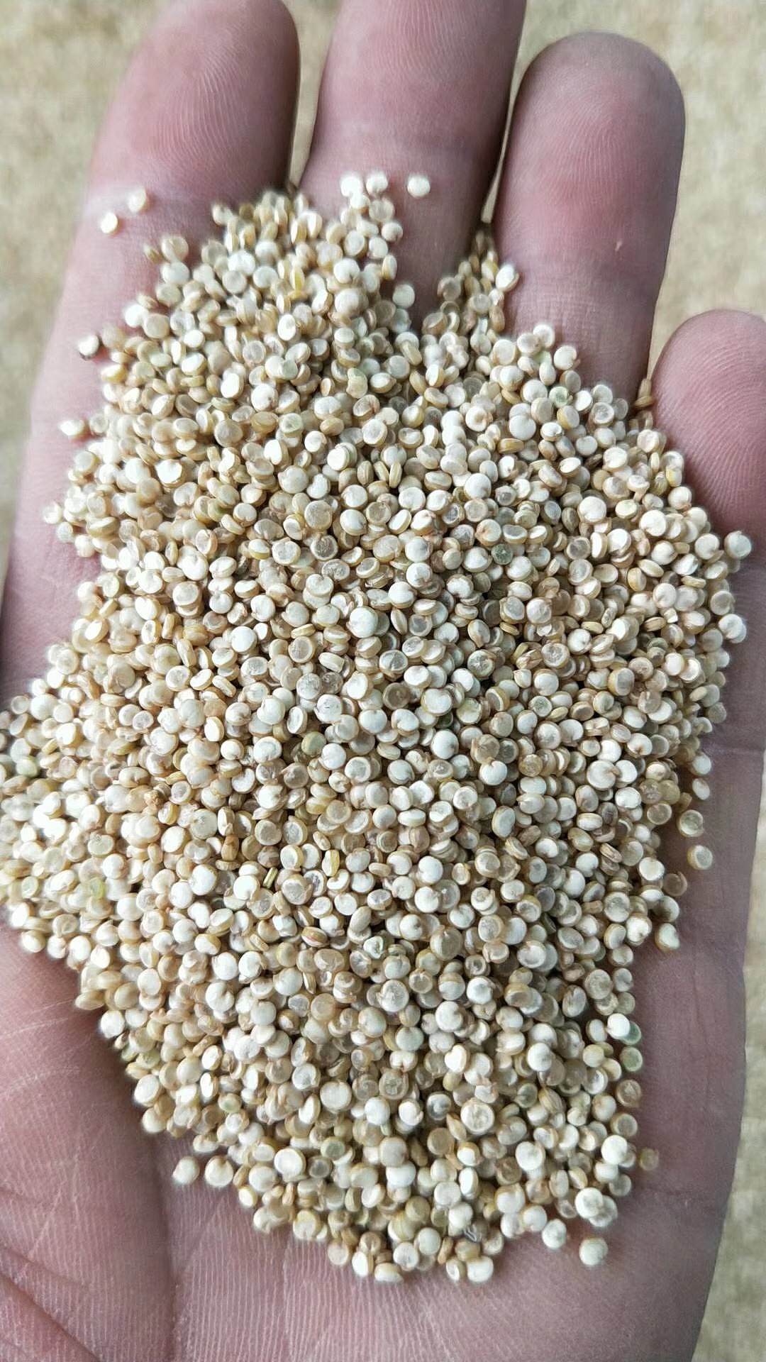 藜麦青海藜麦高原之籽