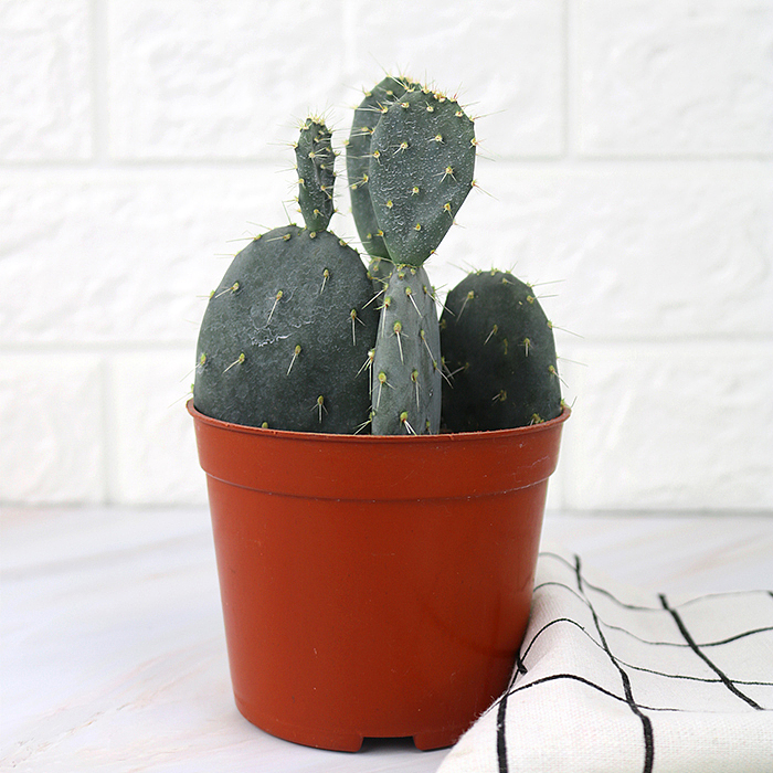 仙人掌-绿植-植物（图ZMTQyNzk1ODEy） - 产品摄影 - 站酷设计师糖少爷原创素材 - 站酷ZCOOL