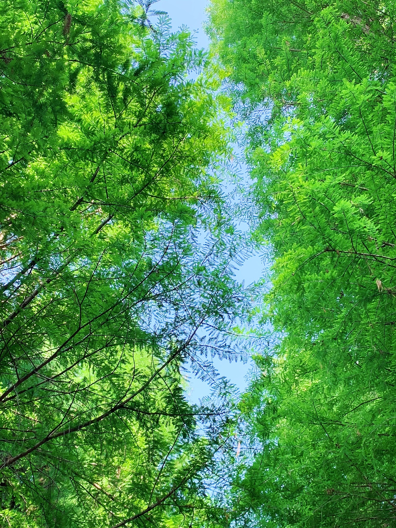 夏日~月季～玫瑰??（圖ZMzAwMzUxMzE2） - 風(fēng)光攝影 - 站酷設(shè)計(jì)師阿雪啦原創(chuàng)素材 - 站酷ZCOOL