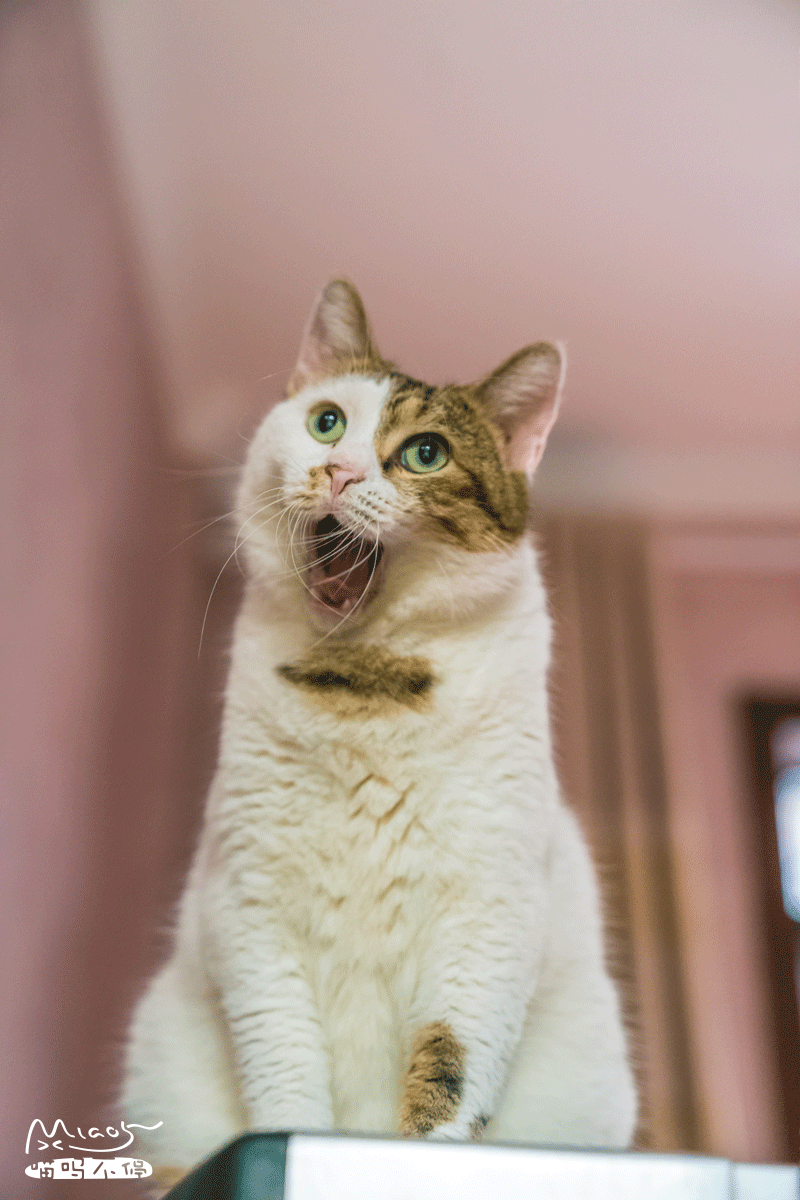 啊哈啊哈啊哈哈