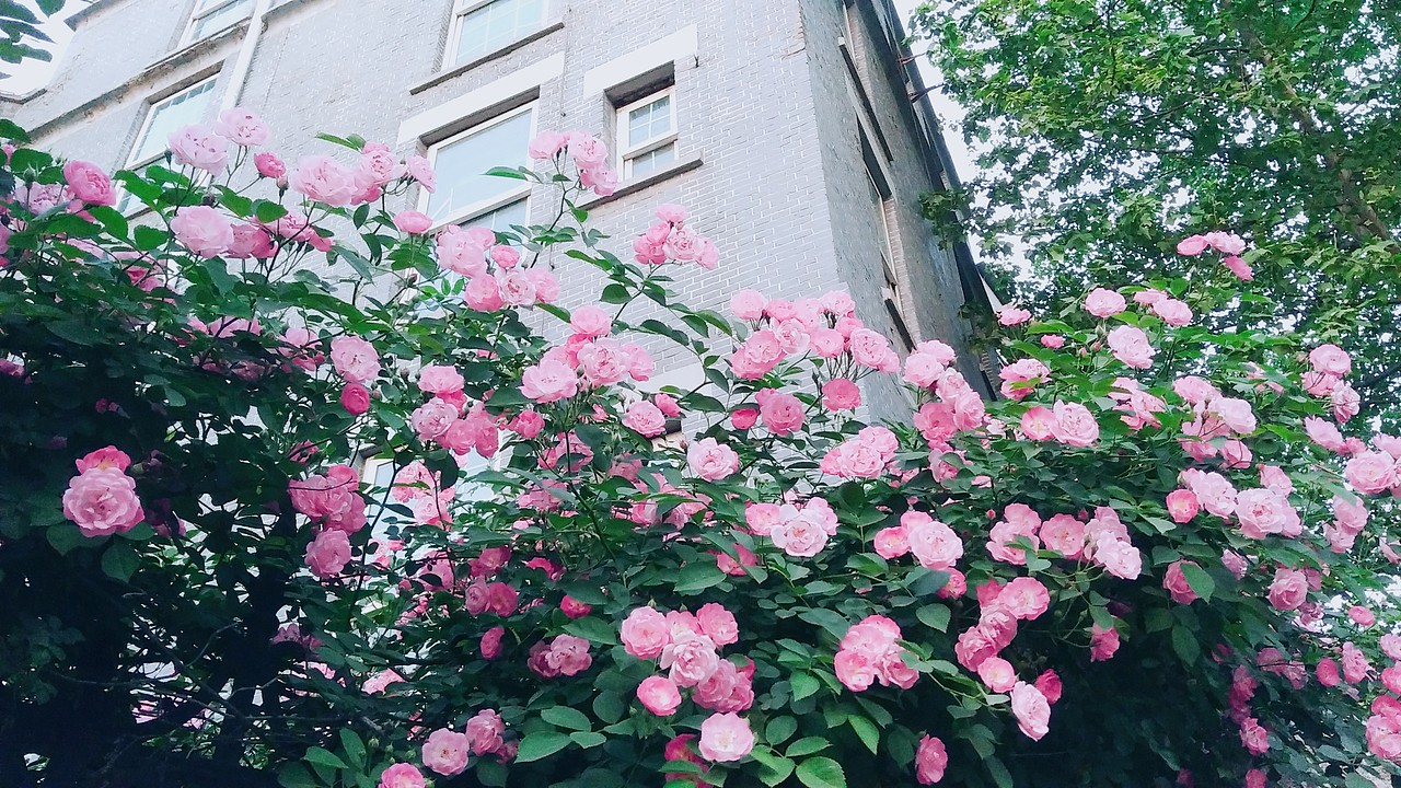 生活中的小美好（圖ZMTEyOTA5NjA0） - 人文/紀(jì)實(shí)攝影 - 站酷設(shè)計(jì)師青挽原創(chuàng)素材 - 站酷ZCOOL