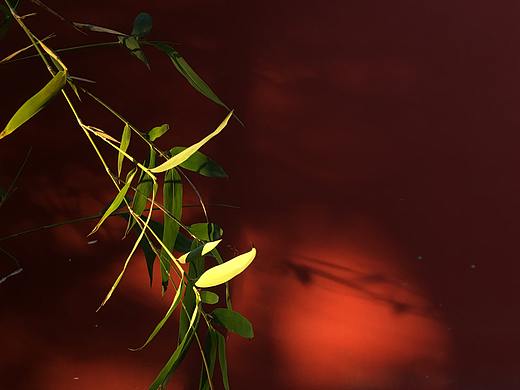 竹影（個人主頁-ZNDQyODgwNDQ=） - 風(fēng)光攝影 - 站酷設(shè)計師懂了GYR原創(chuàng)素材 - 站酷ZCOOL