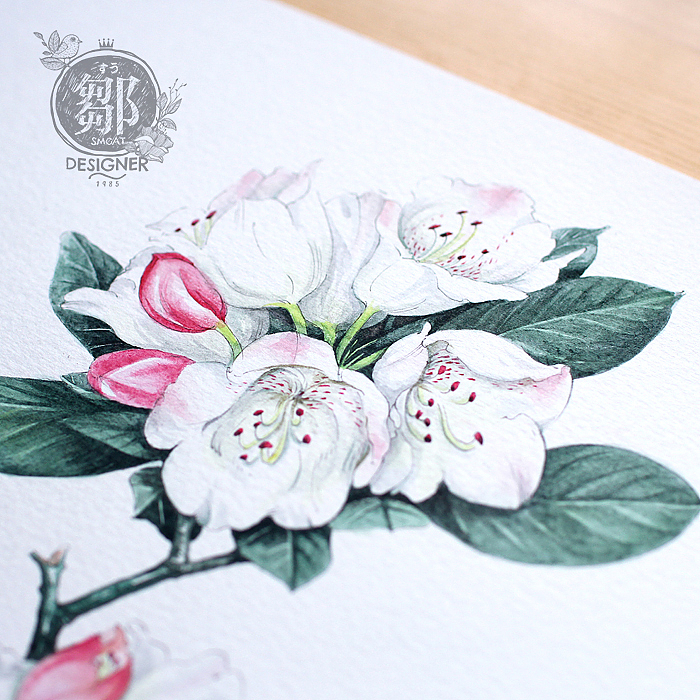 杜鹃花系列——变色杜鹃(图ZNzc5ODk3NDQ=) - 商业插画 - 站酷设计师鄒慶原创素材 - 站酷ZCOOL