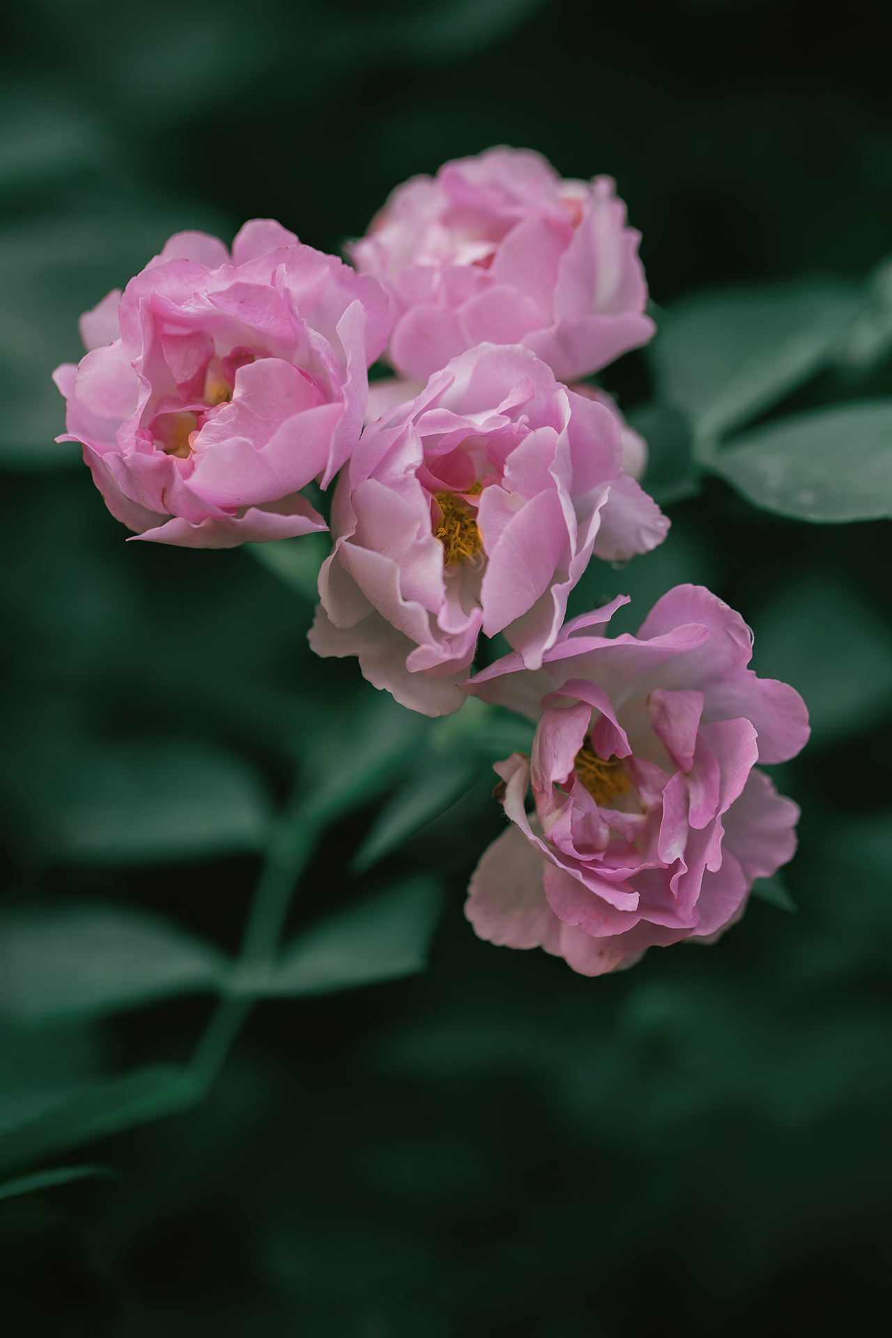 夏之花--粉蔷薇