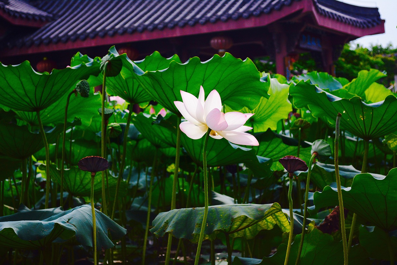 擎雨盖惠州西湖丰渚园荷花池
