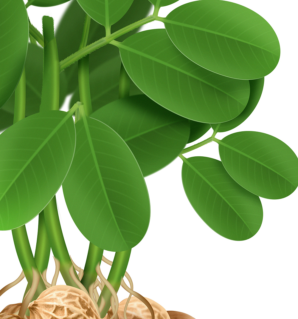 手绘农作物（图ZMzEzODA5MTg0） - 商业插画 - 站酷设计师于拯国原创素材 - 站酷ZCOOL