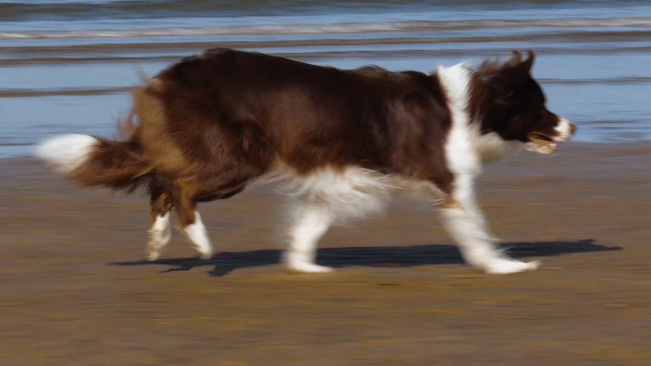 BUDDYJACK犬零食罐头山姆会员店视频