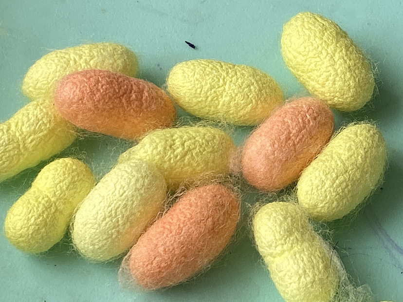 刘勇良手机纪实摄影:彩色的蚕茧