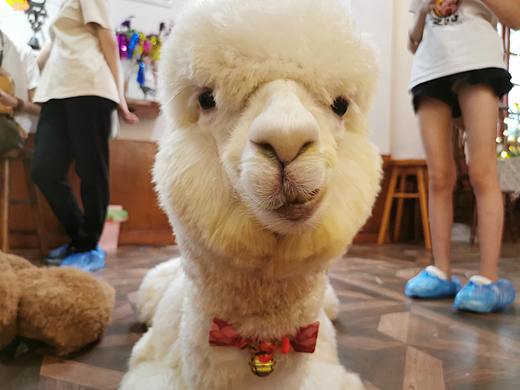 羊驼（个人主页-ZNTg2Mjg1MjQ=） - 其他摄影 - 站酷设计师Ewllin79原创素材 - 站酷ZCOOL