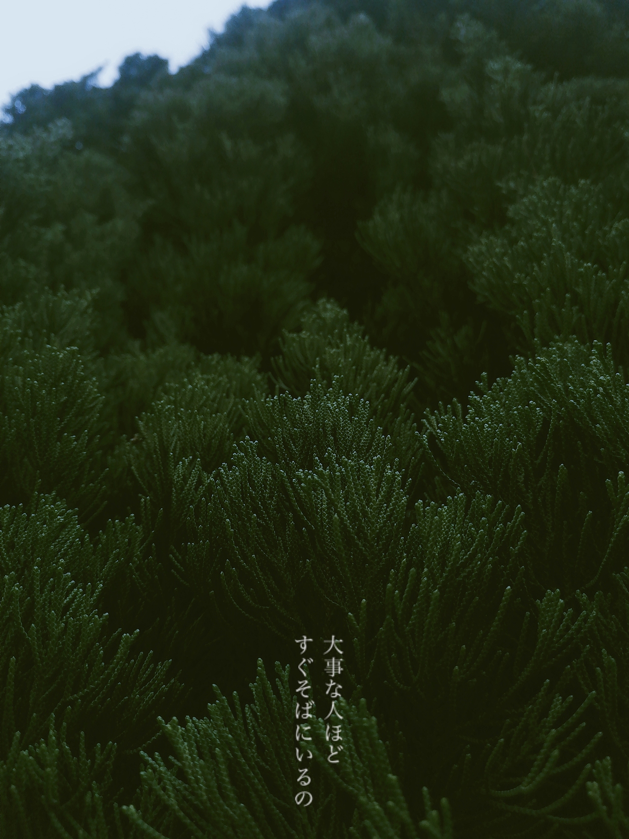 💚（图ZMjM2Nzk1NDAw） - 风光摄影 - 站酷设计师双耳失明原创素材 - 站酷ZCOOL