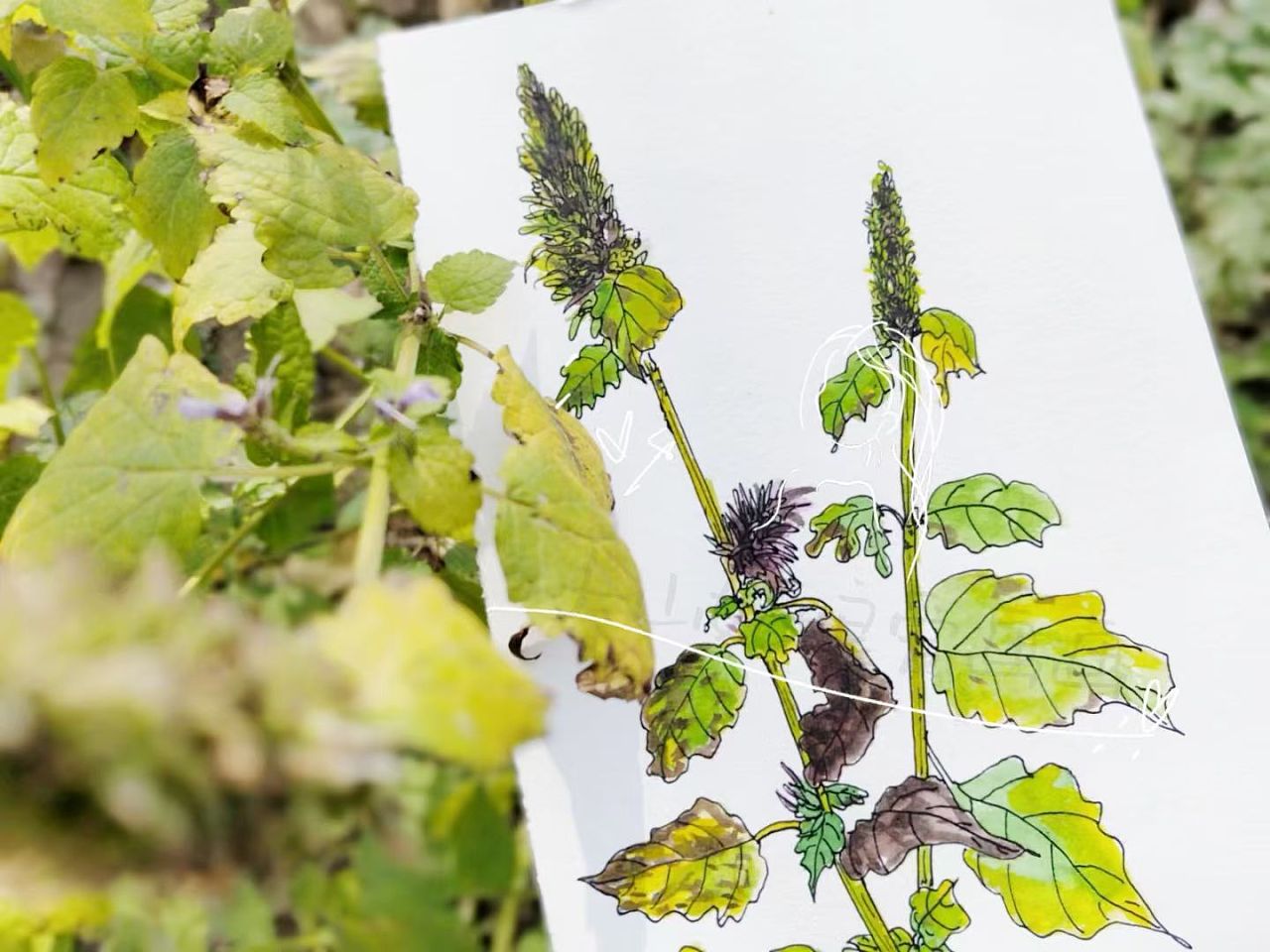 藿香|纯艺术|绘画|大山姑娘爱画画 - 原创作品 - 站酷 (zcool)