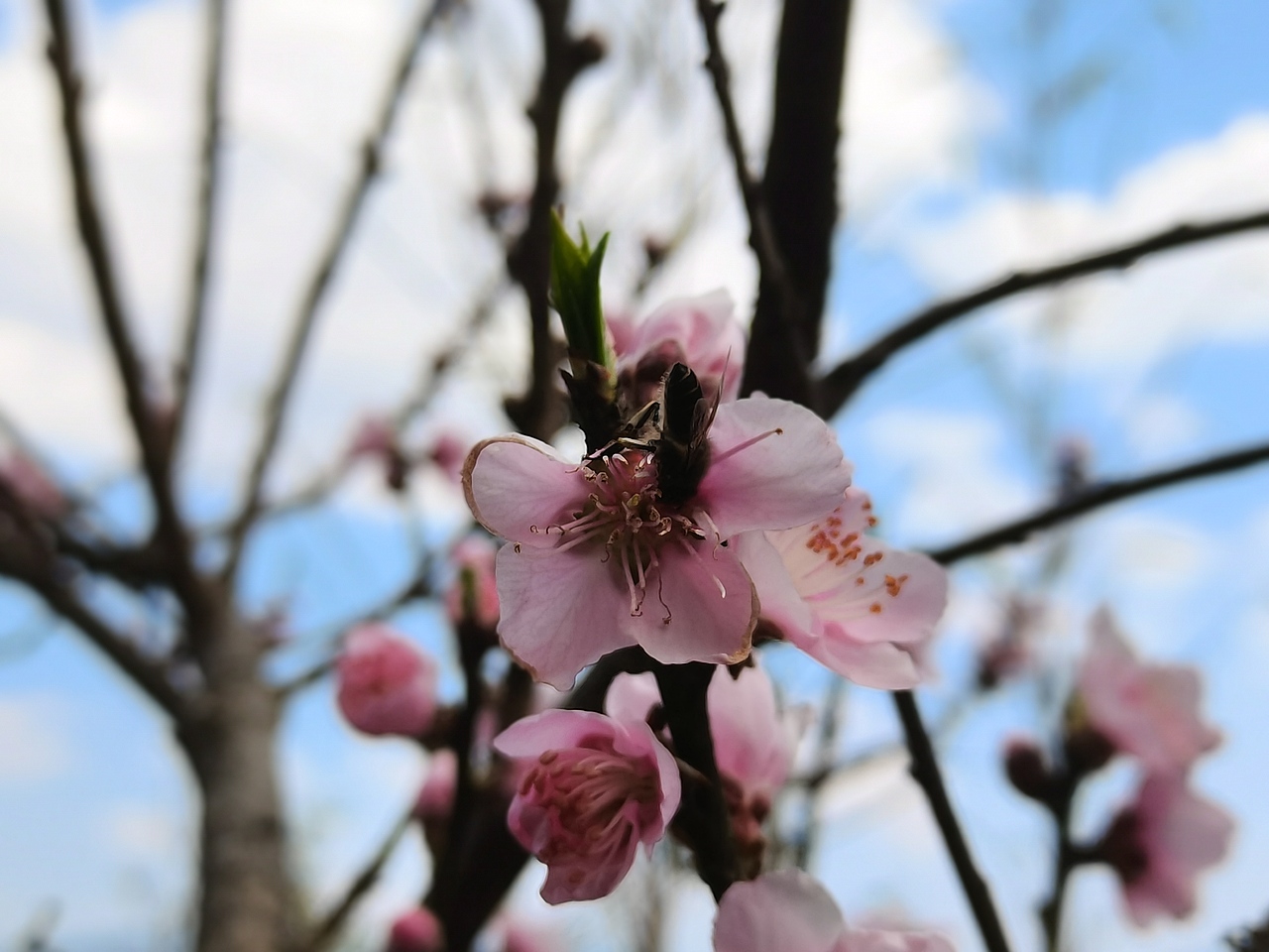 春日物语—桃花篇
