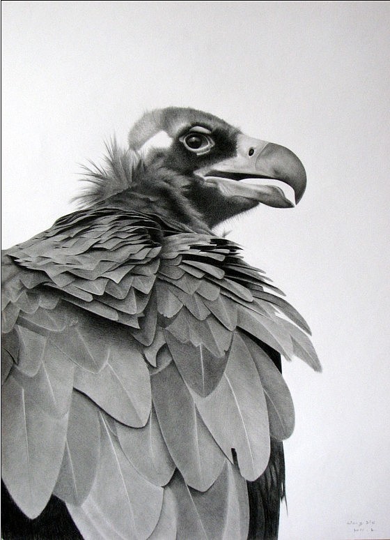 动物素描-秃鹫