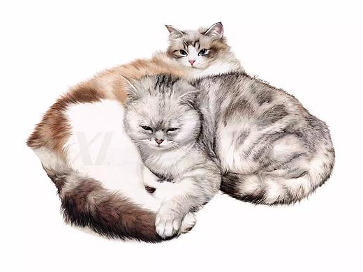 彩铅猫合集-祥雷作品