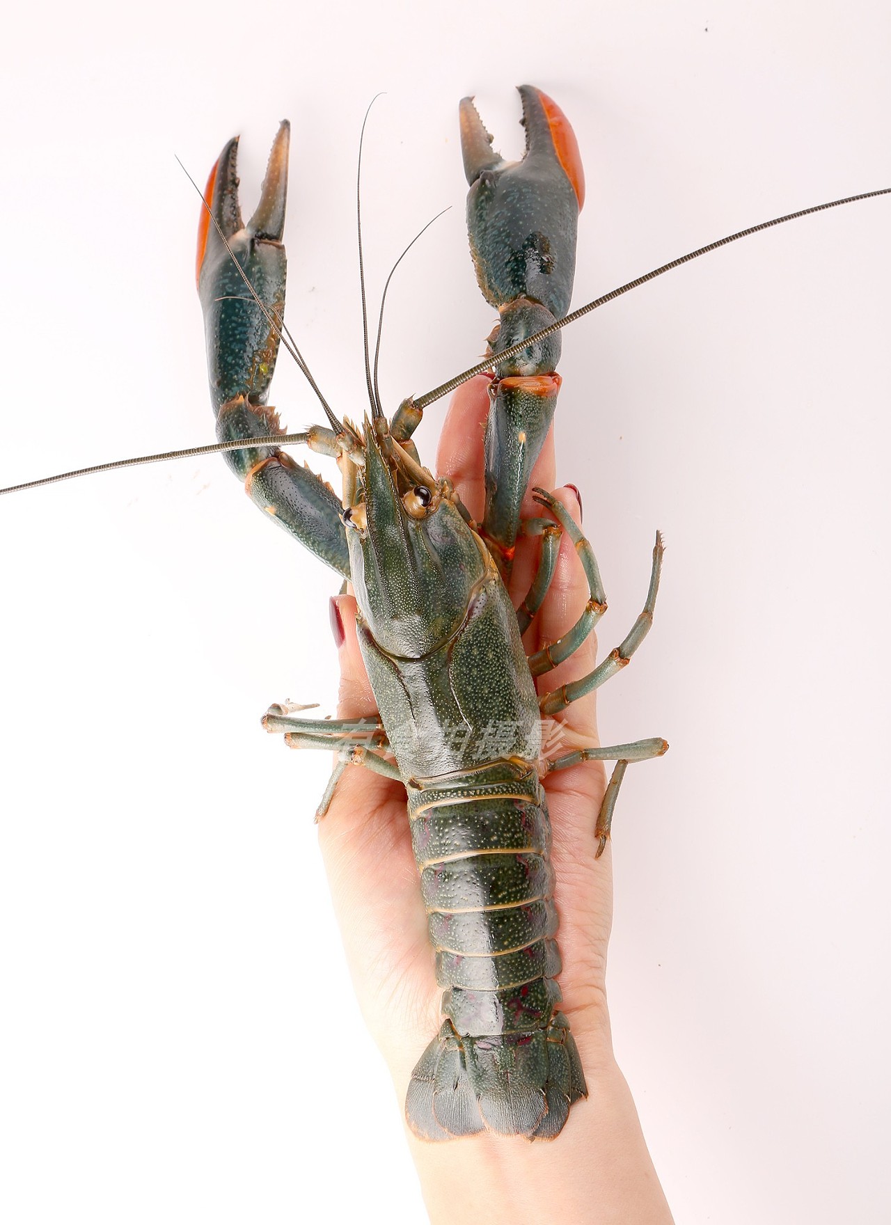 深圳电商生鲜食品美食摄影--龙虾拍摄