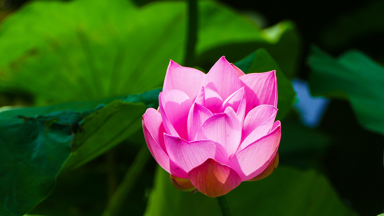 荷花（图ZODI4MDY1MDg=） - 风光摄影 - 站酷设计师看长河原创素材 - 站酷ZCOOL