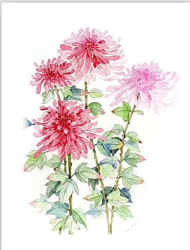 水彩植物系列（图ZMjc1OTgxNDQ=） - 商业插画 - 站酷设计师鸿飛插画原创素材 - 站酷ZCOOL