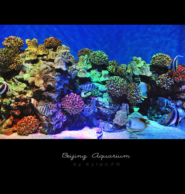 魚的世界很自由^Beijing Aquarium（圖ZMjMzNTY1Ng==） - 風(fēng)光攝影 - 站酷設(shè)計師Kylan原創(chuàng)素材 - 站酷ZCOOL