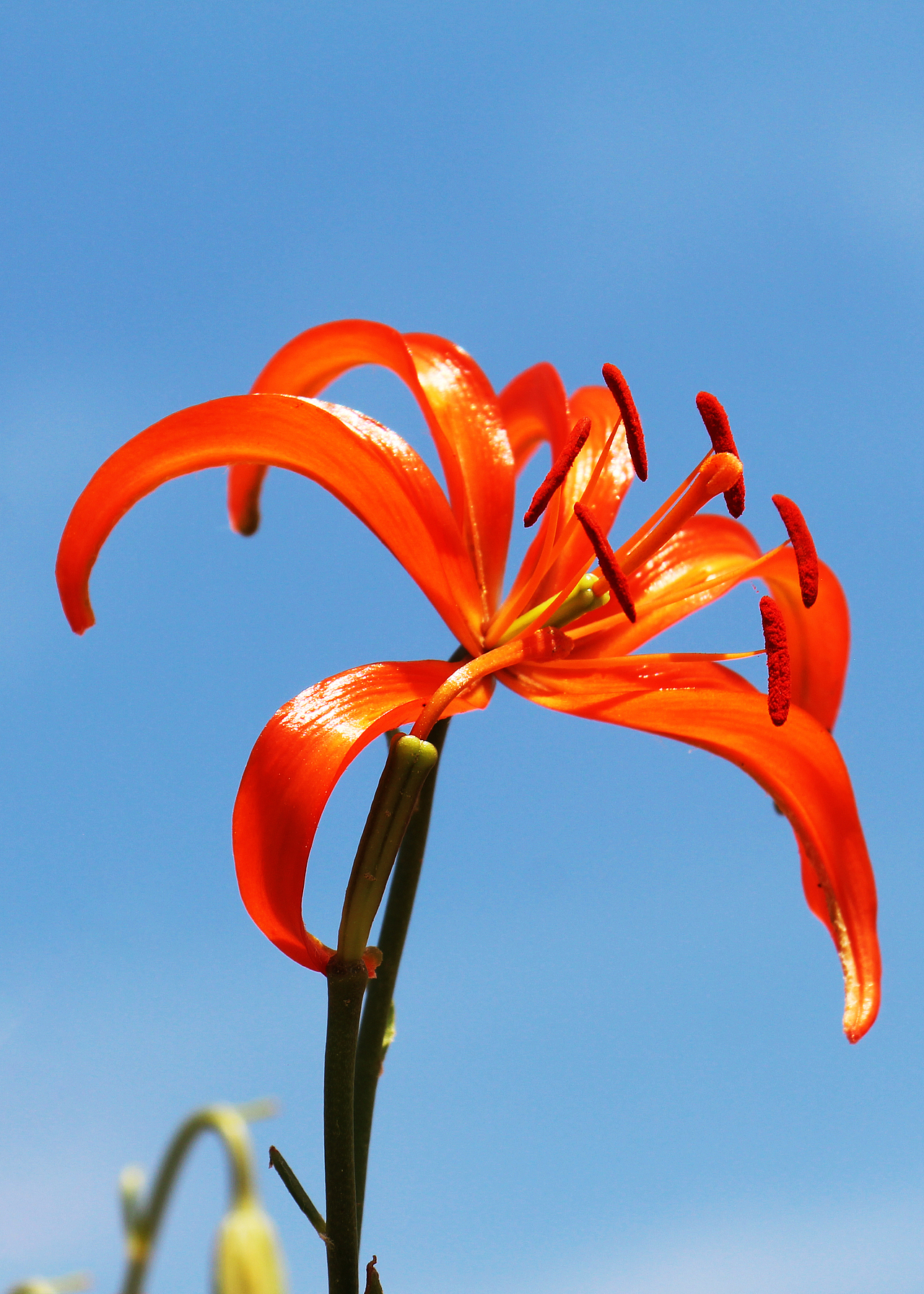 子长县高柏山:山丹丹花开红艳艳_杜程政-站酷zcool