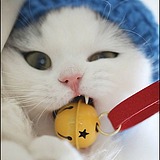 滴答猫的头像