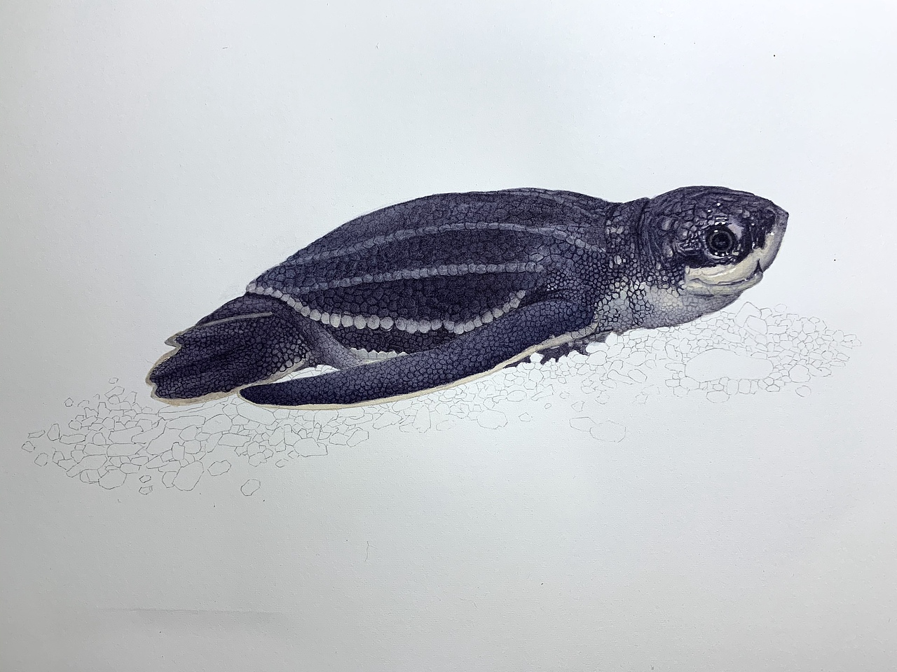 水彩写实动物—龟龟出壳系列（图ZMjA3NDIwOTI0） - 商业插画 - 站酷设计师喵喵LC原创素材 - 站酷ZCOOL