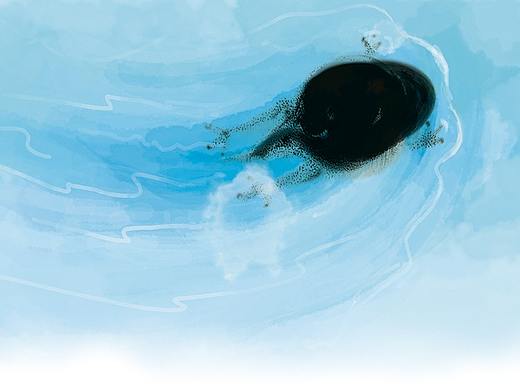 《小蝌蚪躲哪儿了》原创绘本，出版啦