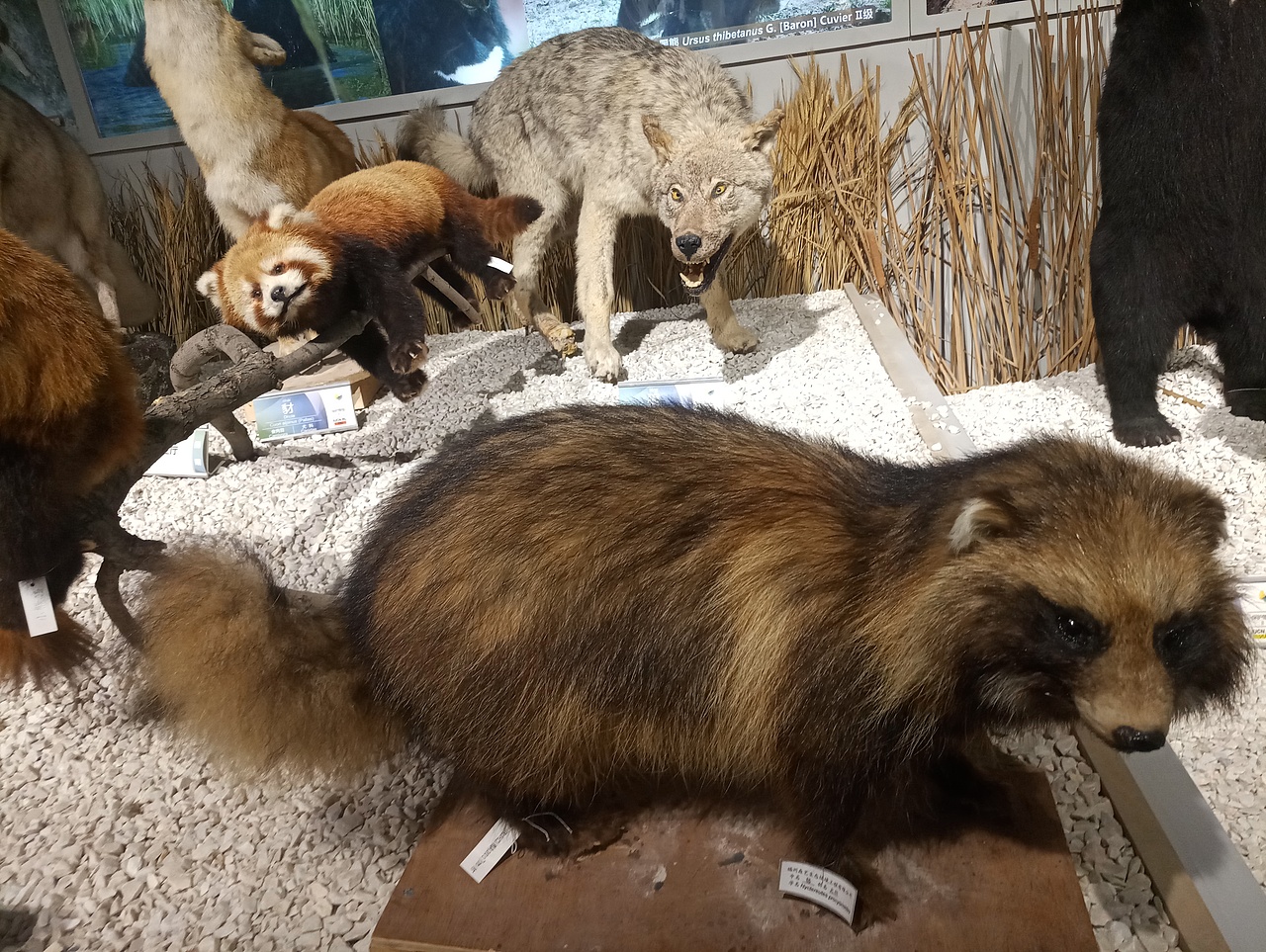 各种熊熊（图ZMTc0NTY0MTg0） - 宠物摄影 - 站酷设计师共赏繁华原创素材 - 站酷ZCOOL