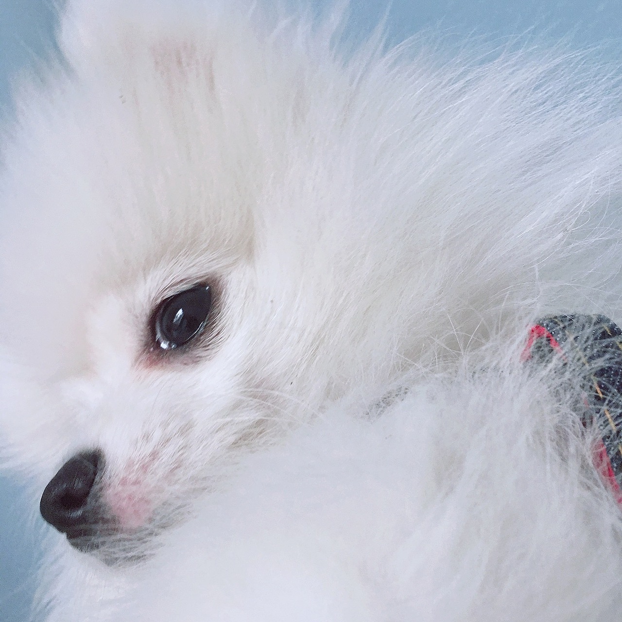 家有狗，名为暗（图ZMTExNjYxMTgw） - 宠物摄影 - 站酷设计师回头是暗原创素材 - 站酷ZCOOL