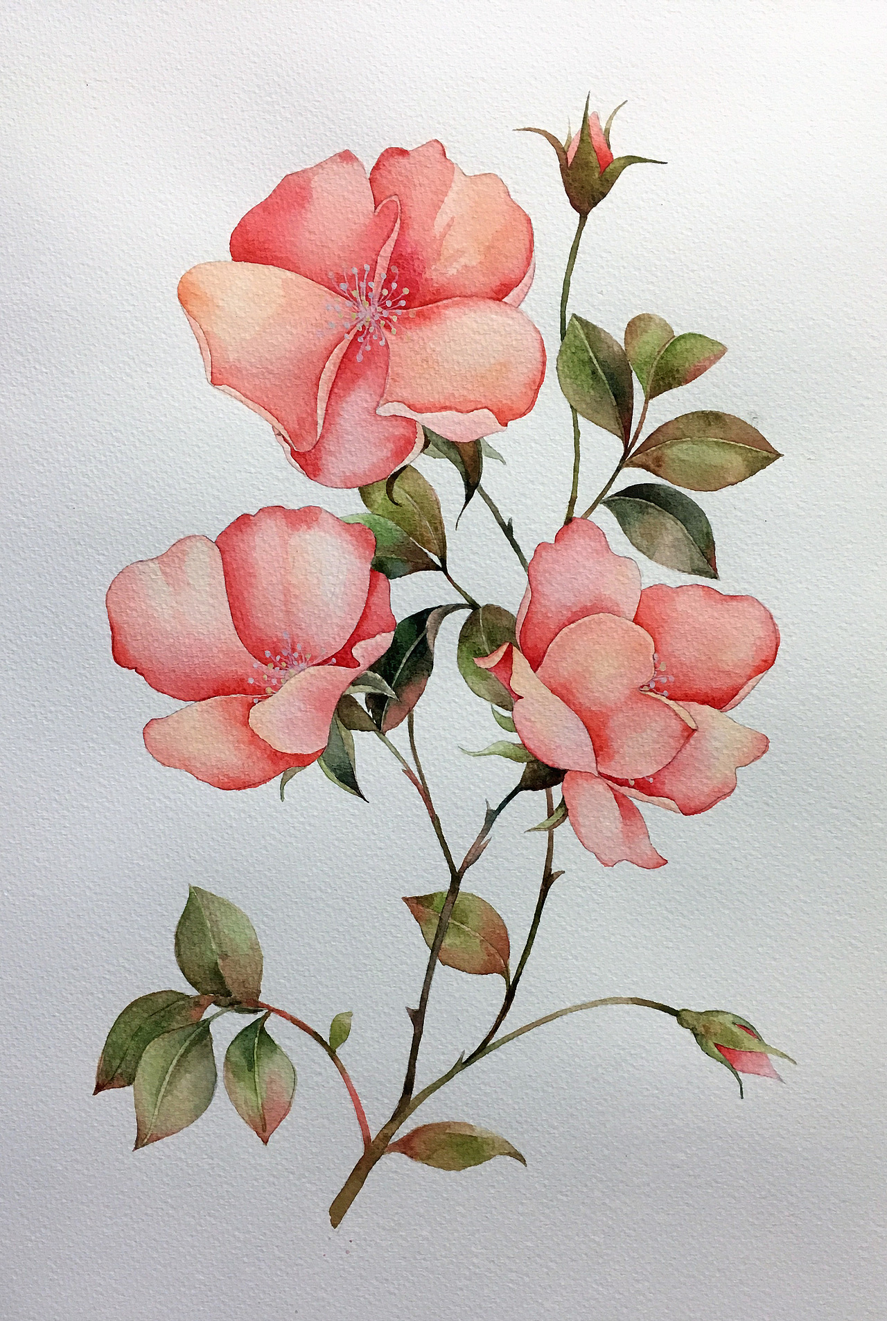 水彩花卉月季花