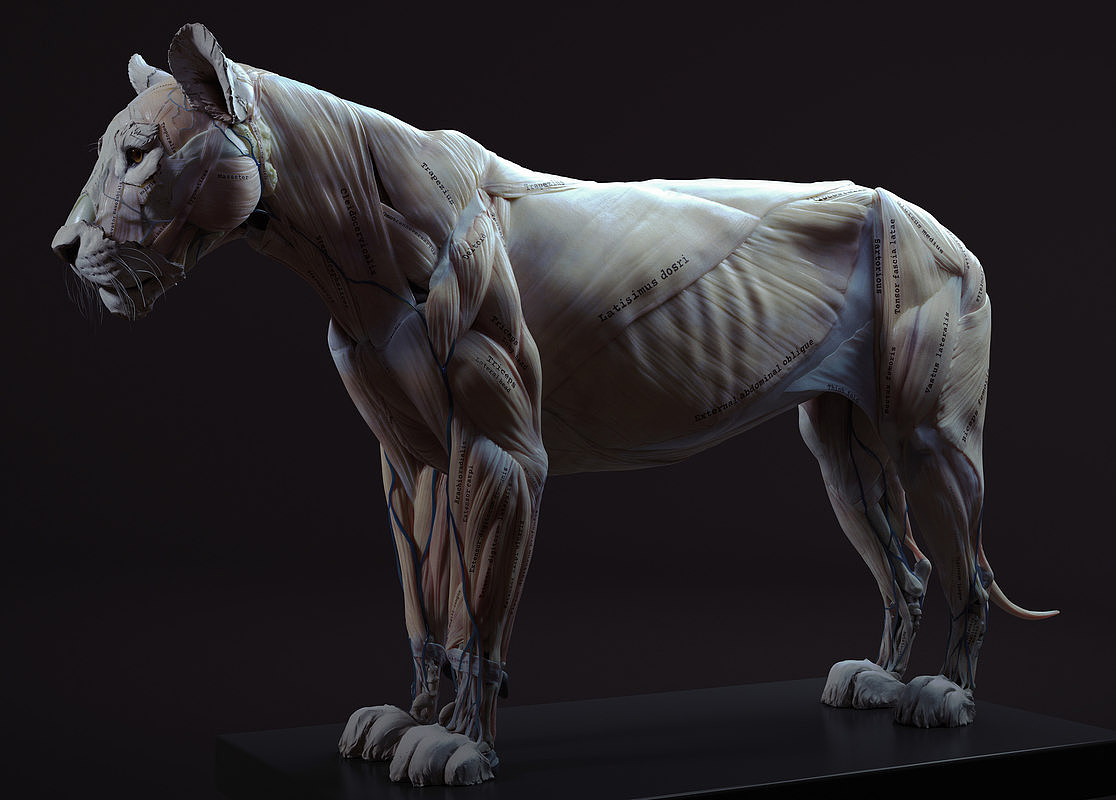 狮子肌肉3d解剖图（图ZMTQyMDgxNTQ0） - 人物/生物 - 站酷设计师Copy设计坞原创素材 - 站酷ZCOOL