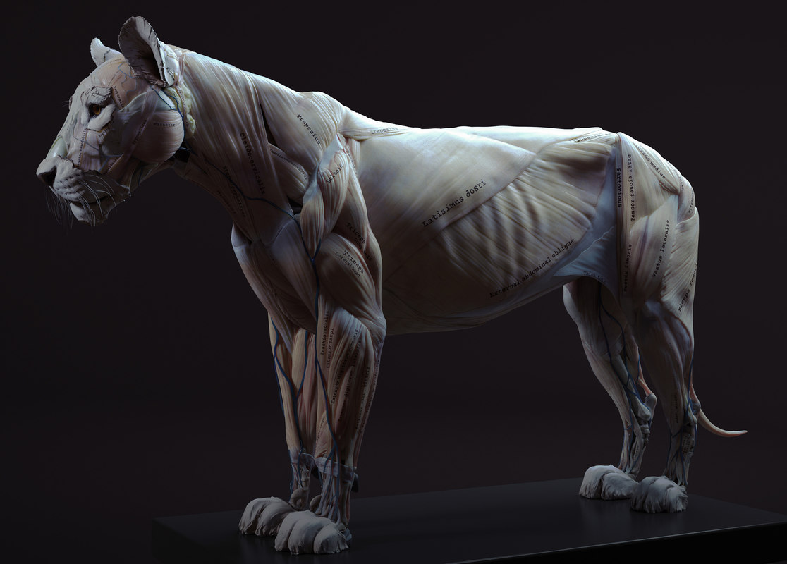 这应该是全网最全的猫科动物狮子骨骼肌肉展示 超清-普画网