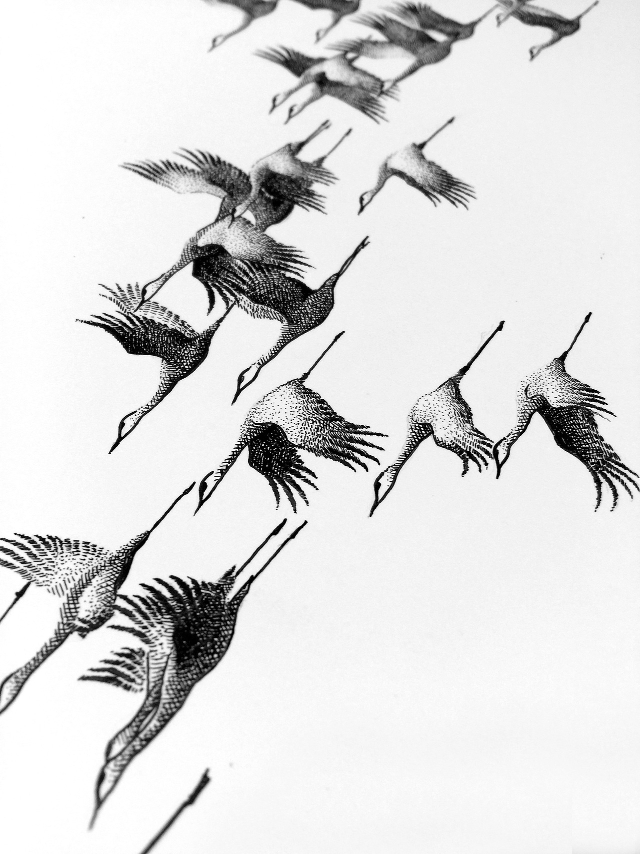 谭伯虎钢笔画作品《鸿雁》