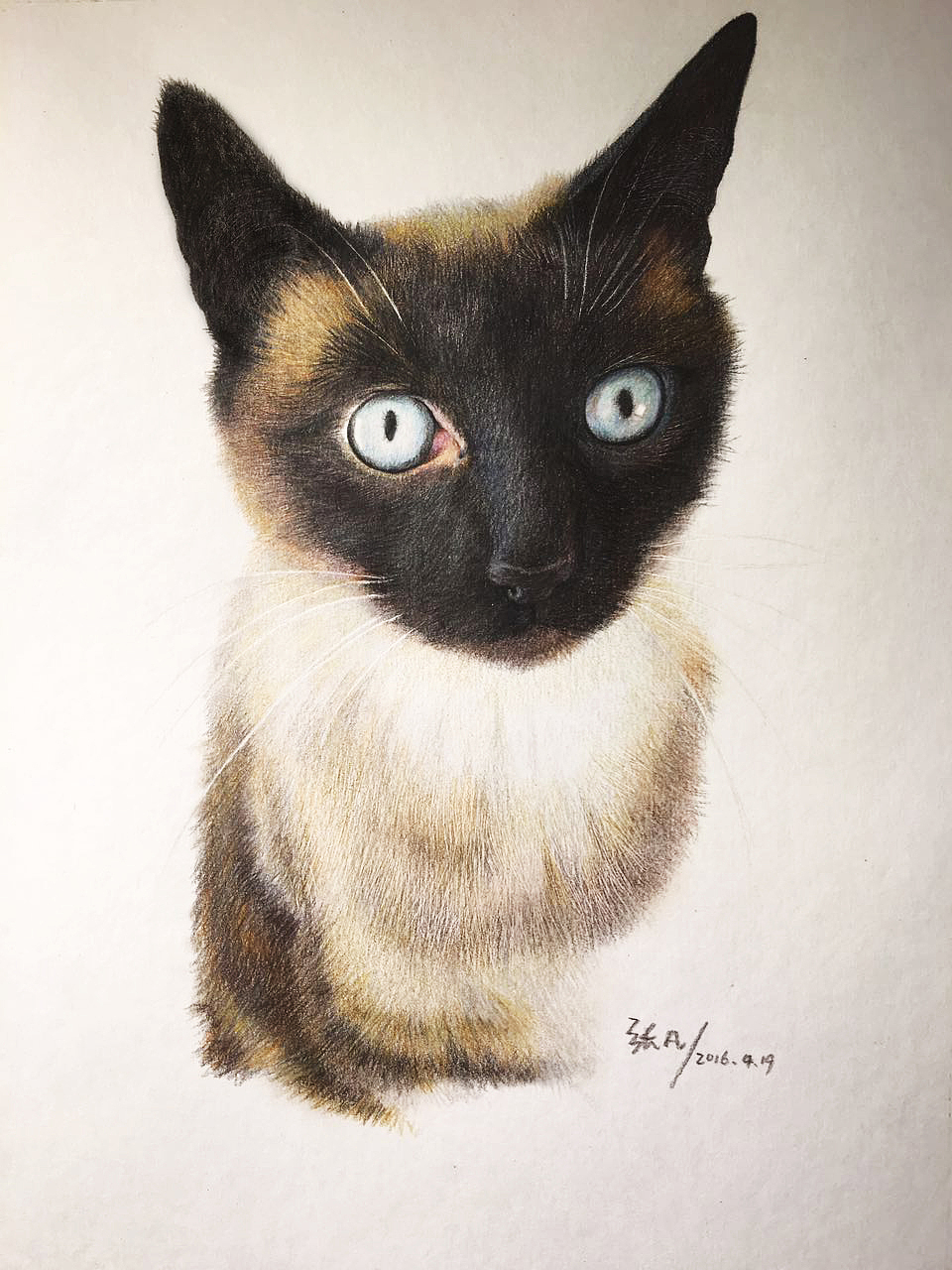 彩铅手绘暹罗bz