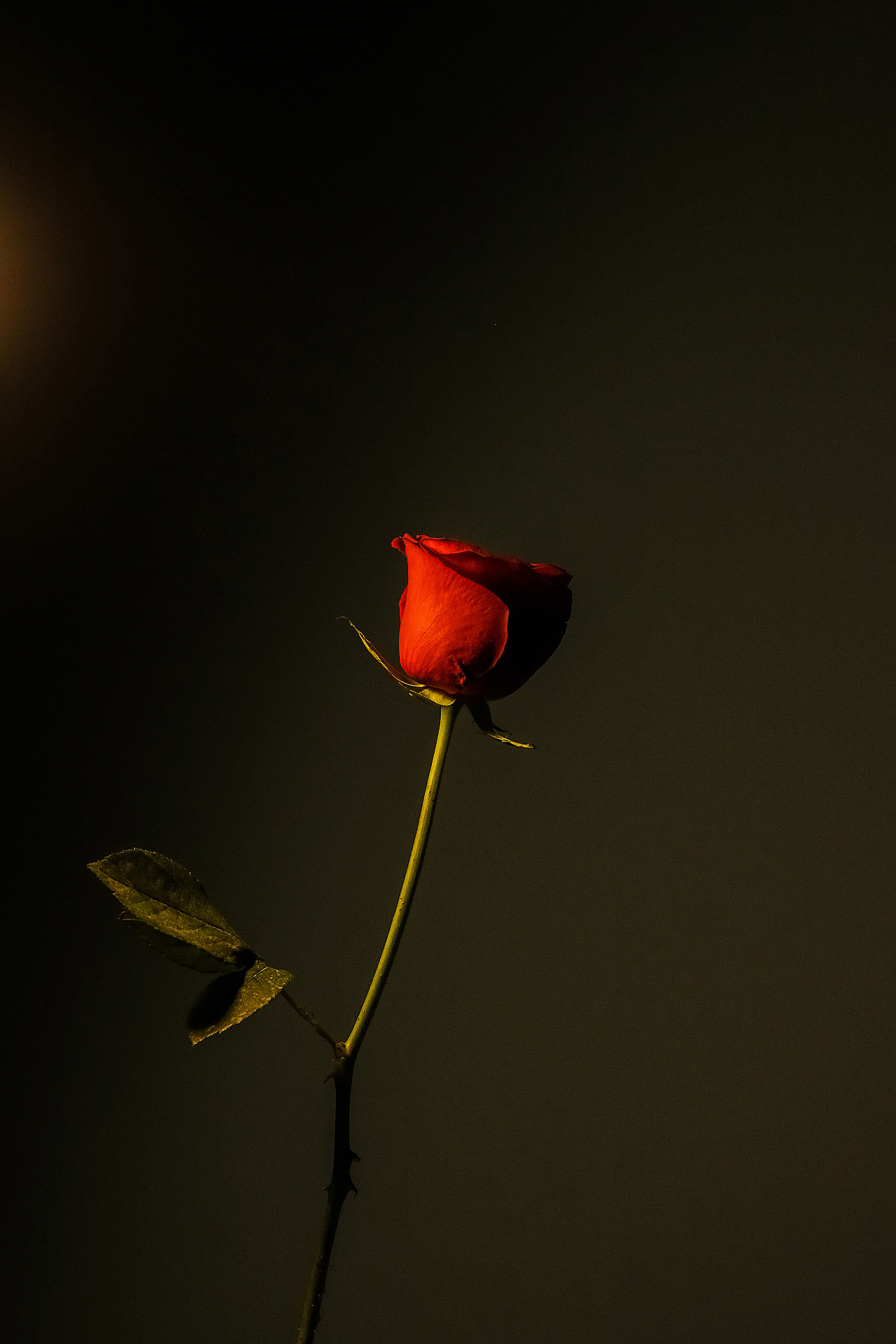 夜玫瑰|摄影|产品摄影|Crazystock - 原创作品 - 站酷 (ZCOOL)