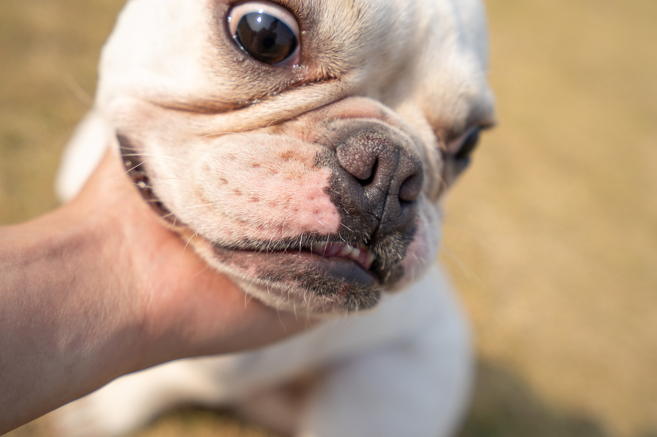 法斗大憨憨的傻笑