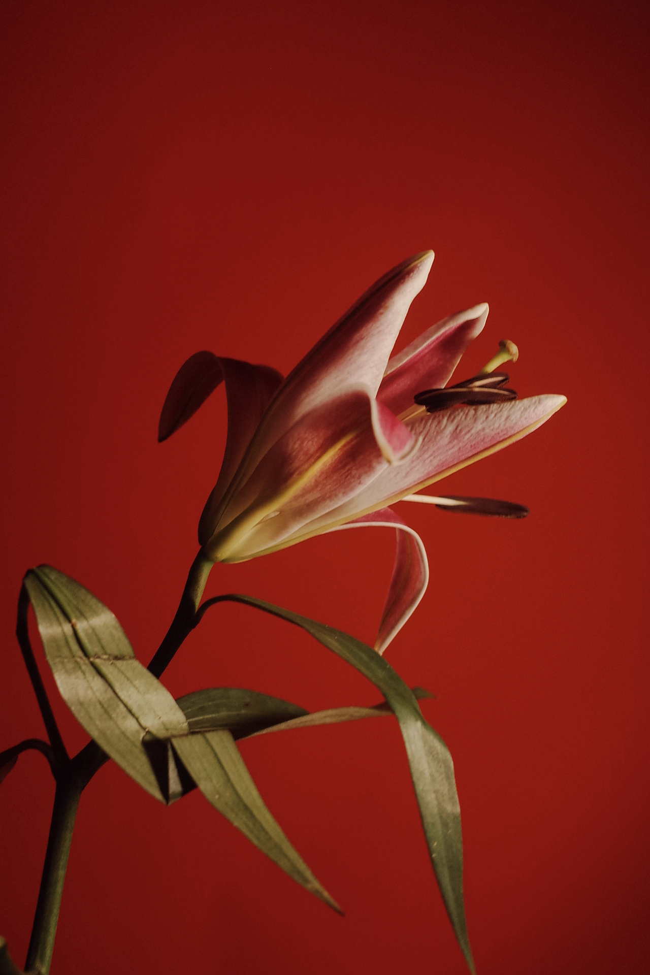 红 百合（图ZMjU3NzMxODMy） - 人像摄影 - 站酷设计师LYSDA原创素材 - 站酷ZCOOL