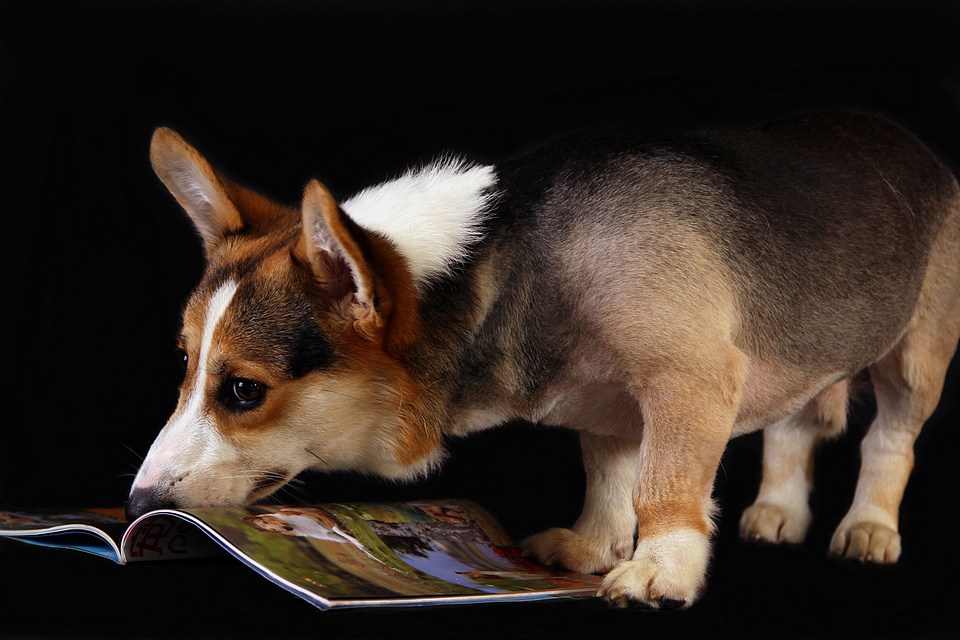 读书的狗狗 宠物摄影 宠物写真|摄影|动物|觉创宠物摄影 - 原创作品 - 站酷 (ZCOOL)