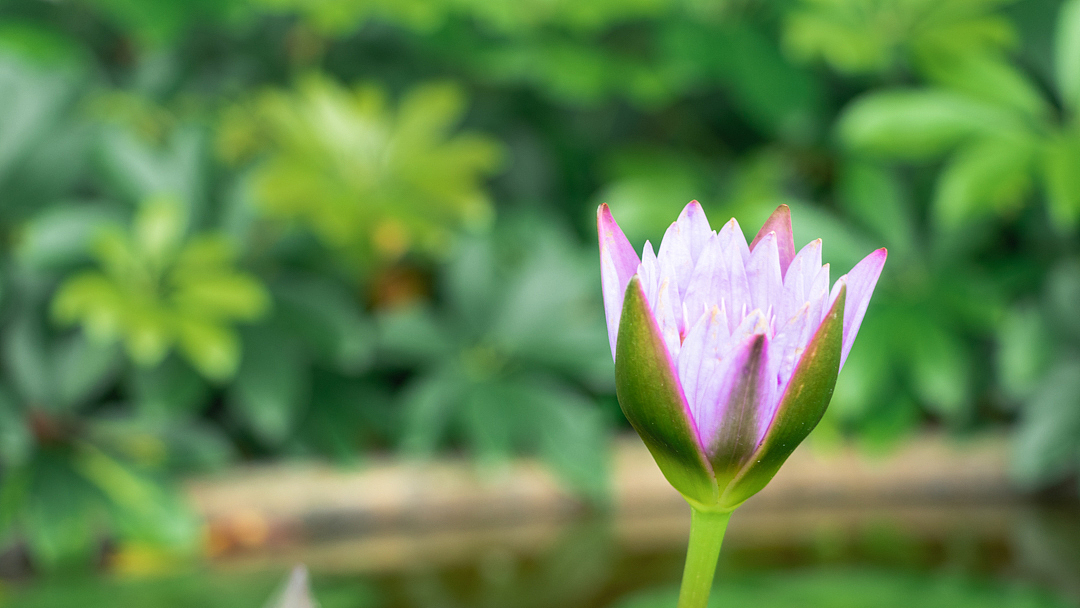 澳门独特的味道