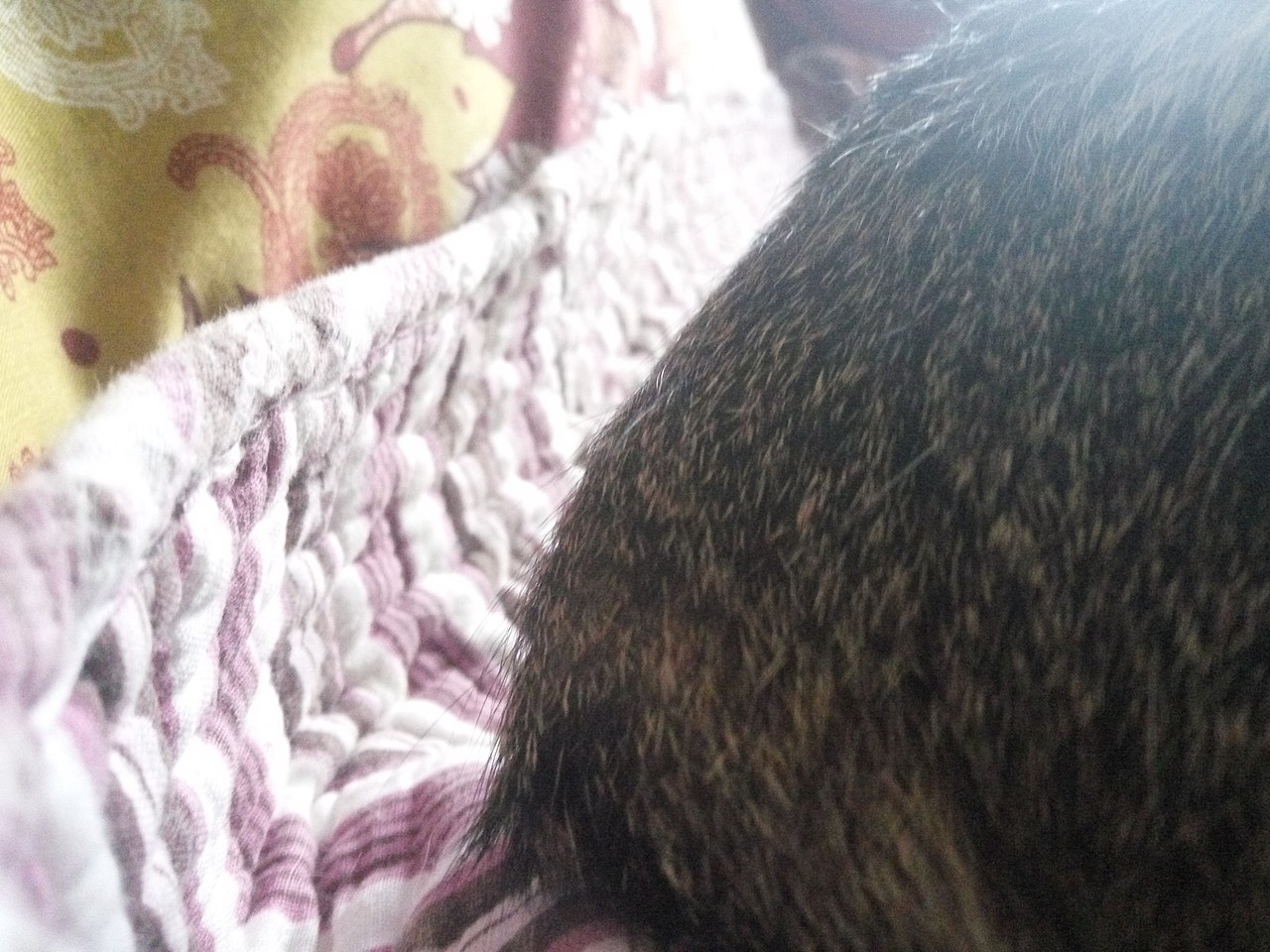 拍猫集04（图ZMTM3MDkwOTU2） - 宠物摄影 - 站酷设计师嘟嘟2019原创素材 - 站酷ZCOOL