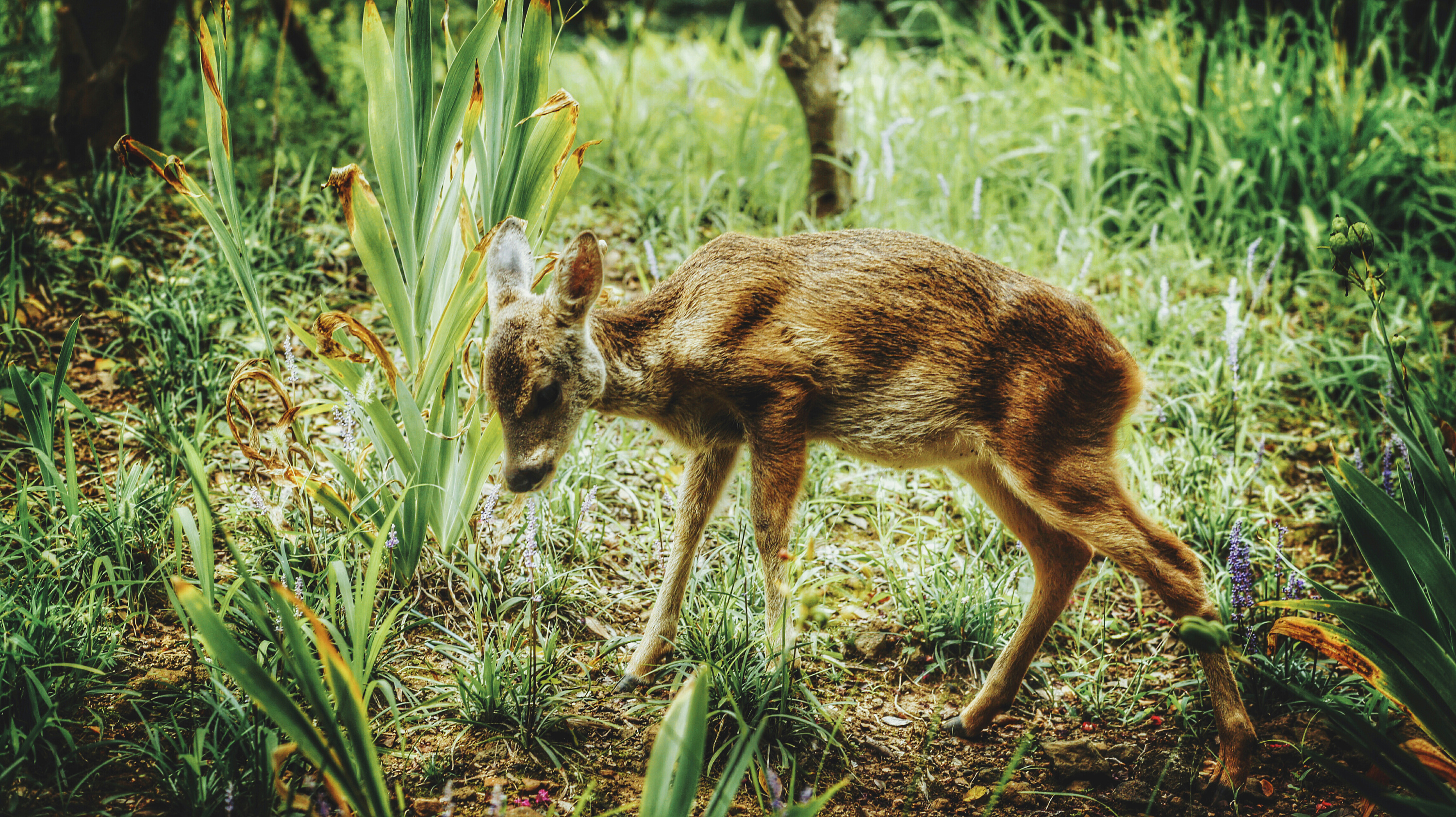 济州岛偶遇小鹿