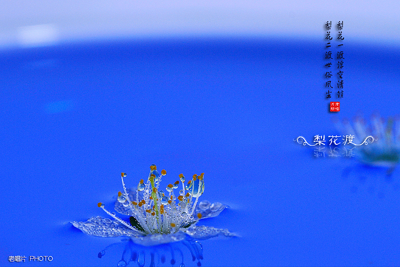 梨花渡（图ZNTM4NzM3Mg==） - 风光摄影 - 站酷设计师老唱片原创素材 - 站酷ZCOOL