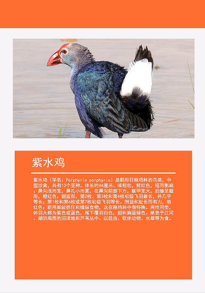 鸟类画册2（图ZMTMzMDg0NjY4） - 书籍/画册 - 站酷设计师浅墨幺幺原创素材 - 站酷ZCOOL